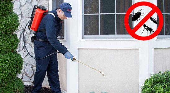 Yıkıkkemer Pire İlaçlama böcek ilaçlama ve haşere kontrolü — ilaclama-tr.com